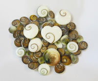 Load image into Gallery viewer, Holz Plug dunkelbraun Shivaauge Muschel weiß Inlay
