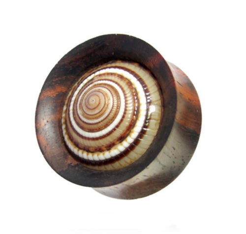 A close-up of a hand-carved Holz Plug Sonnenuhrschnecke Muschel double flared earring in dark wood, featuring a polished spiral shell with natural brown and white rings—a unique piece for your collection.