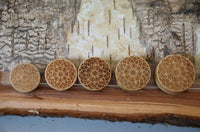 Load image into Gallery viewer, Krokodil Holz Plug Stern Blume hell double flared
