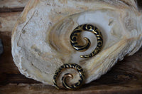 Load image into Gallery viewer, A pair of Brass Piercing Dehnschnecke Resin schwarz gold Spiralen earrings with ornate patterns are displayed on a large, textured seashell—an ideal choice for lobe piercing fans.
