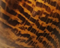 Load image into Gallery viewer, Holz Creolen 16mm Ohrringe Horn Pin organic
