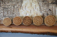 Load image into Gallery viewer, Krokodil Holz Plug Stern Blume hell double flared - chicnit.com
